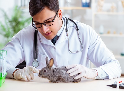 ウサギと獣医
