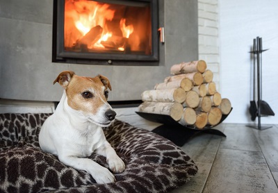 犬と暖炉