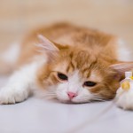 猫の宿命！？猫の腎不全〜症状・治療法は？ 予防できるの？