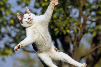 ジャンプする猫