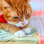 猫を飼うのはお金がかかる？初期費用から治療費まで徹底解説！