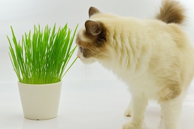 猫と猫草