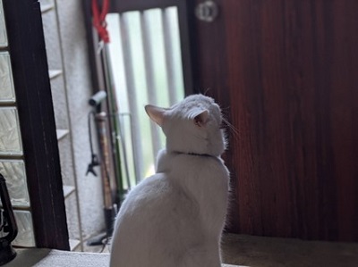 飼い主を玄関でお出迎えする白猫