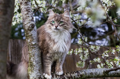 木に登っている猫