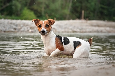川で遊んでいる犬