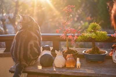 盆栽と猫