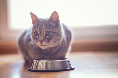 食器の前に座る猫