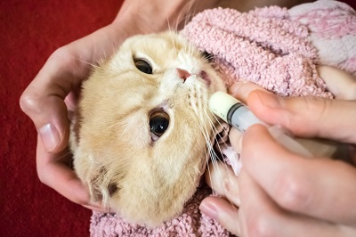 シリンジで薬を与えられる猫