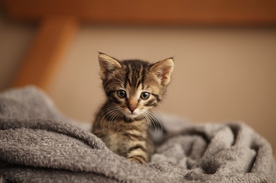 毛布の上の子猫