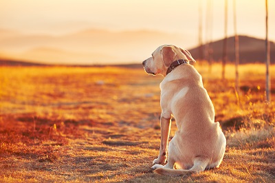 夕日を眺める犬