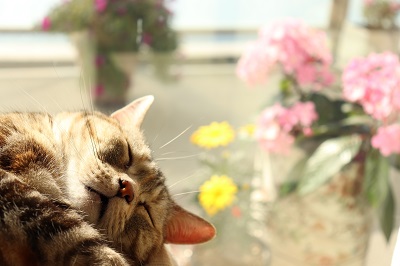 花のそばで寝る猫