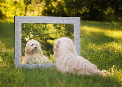 鏡を見ている犬