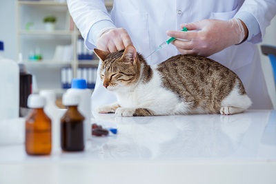 獣医師に注射を打たれる猫