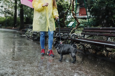 雨の日に散歩をしている犬