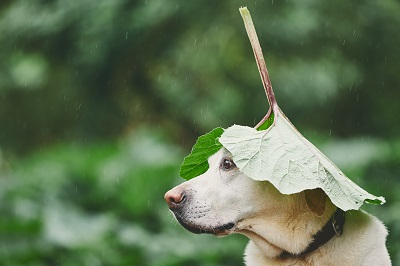頭に葉をのせた犬