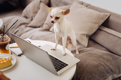 ノートPCを見ている犬