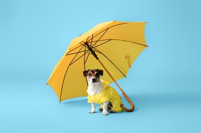 傘に入っている犬