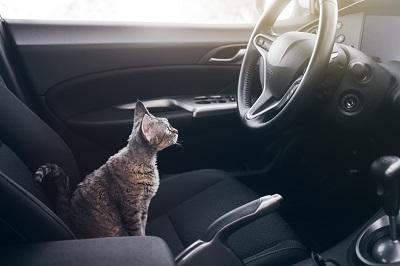 車の運転席に座る猫