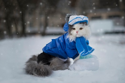 雪の中の服を着た猫