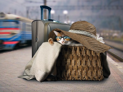 旅行かばんに入る猫