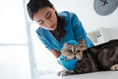 獣医師の診察を受ける猫