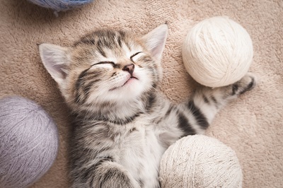 毛糸で遊びながら眠る猫