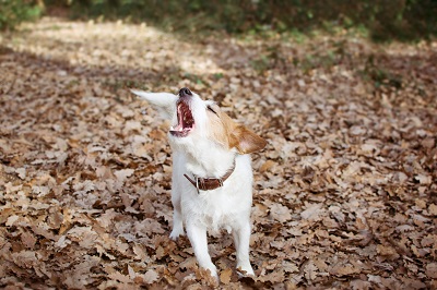 落ち葉の上で吠える犬