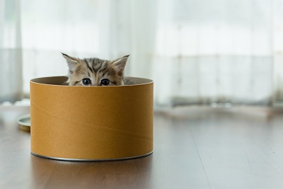 丸い箱に入っている子猫