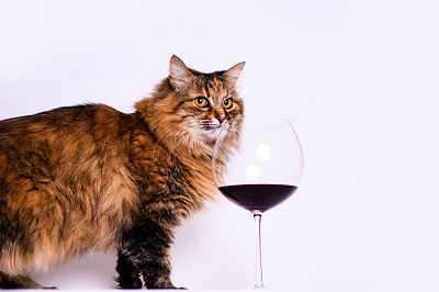 ワイングラスと猫