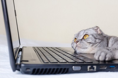 ノートパソコンを見ている猫