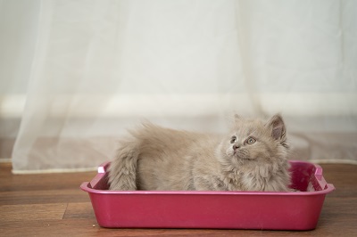 箱の中に入る窓際の猫