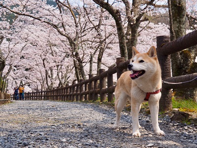 桜並木を歩く柴犬