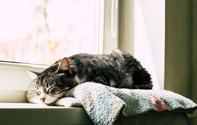 窓辺で眠る猫