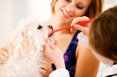 獣医師に歯の磨き方を教わる飼い主