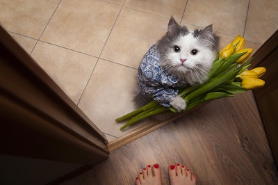 花束を持った猫