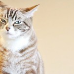 猫の「イカ耳」ってどんな耳？猫がイカ耳になるときの気持ちを解説！
