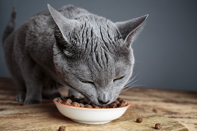 集中して食事をする猫