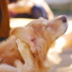 愛犬が耳を痒がるときの対処法｜応急処置で悪化を防ぐ！
