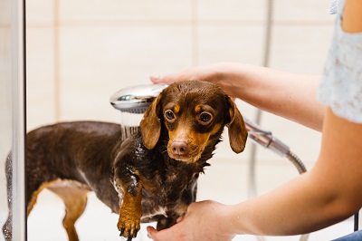 犬をシャワーで洗う女性