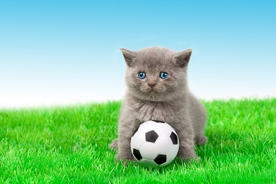 サッカーボールと猫