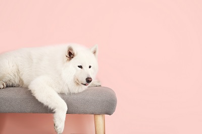 椅子の上に寝そべる犬