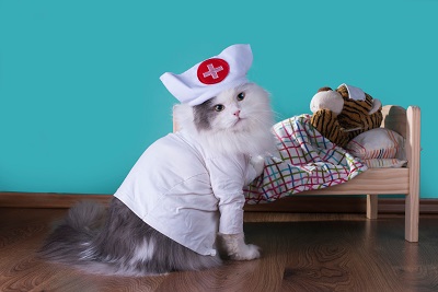 看護師姿の猫
