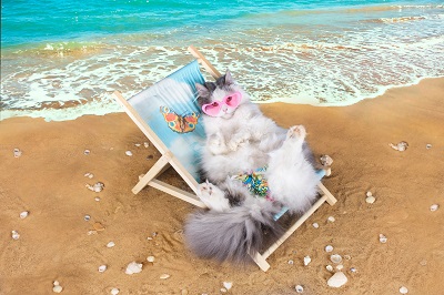 ビーチで過ごすサングラスをかけた猫