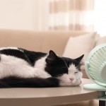 愛猫の暑さ対策をしよう！適切な室温・湿度や熱中症対策グッズもご紹介