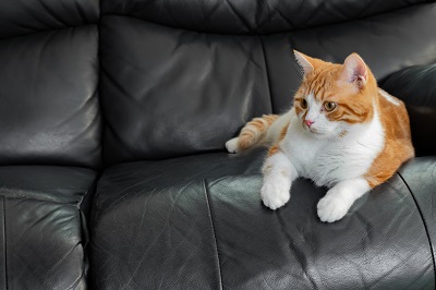 ソファの上でまったりする茶白ネコ