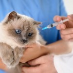 猫に予防接種は必要？ワクチンの種類や年齢、時期、費用は？