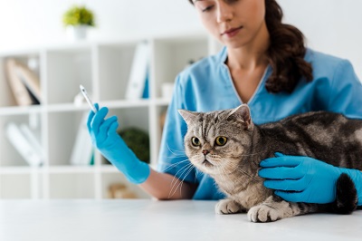 猫の治療をする獣医師