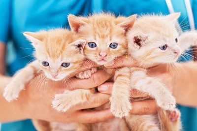 獣医師に抱えられた子猫たち