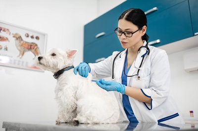犬に注射を打つ獣医師