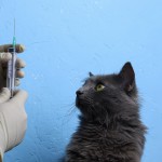 予防接種を嫌がる猫を病院に連れて行く14の方法｜お手本動画もご紹介